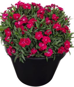 Neilikka Dianthus Sherise