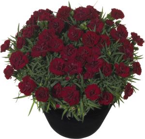 Neilikka Dianthus Desire