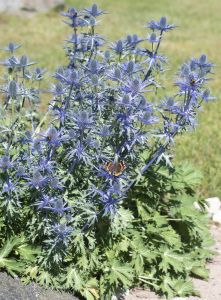 Komeapiikkiputki Mihkel Saar Big Blue P17