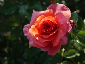 Köynnösruusu Naranga