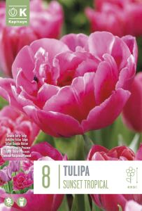 Syyskukkasipuli Tulppaani Sunset Tropical 8 kpl