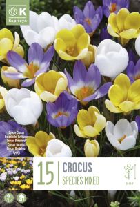 Syyskukkasipuli Krookus Species Mix 15 kpl