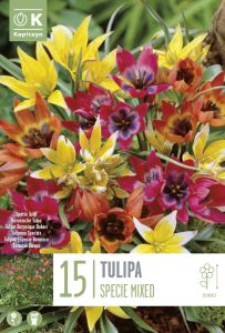 Syyskukkasipuli Tulppaani Specie Mix 15 kpl