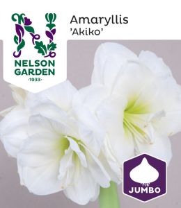 Amaryllis Nelson Garden Akiko