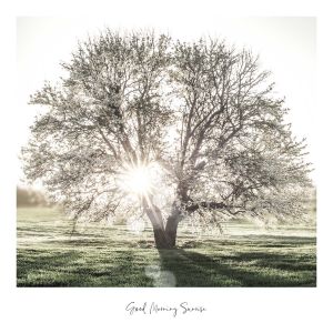 Sisustustaulu Reinders Slimframe Sunbeam Tree 50 x 50 cm