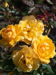 Ruusu Friendship Forever C4