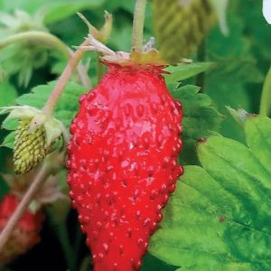 Kuukausimansikka Fragaria vesca Alexandria P12