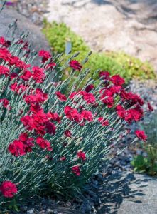 Tarhavuorineilikka Dianthus gratianopolitanus Rubin P12