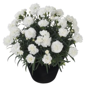 Neilikka Dianthus Odessa Pure White P12