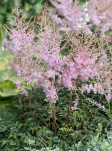 Sulkajaloangervo Astilbe simplicifolia Hennie Graafland