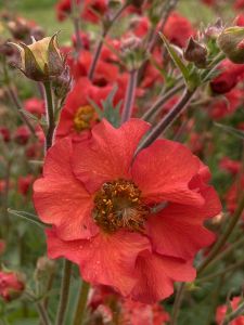 Kellukka Geum Fiery Tempest