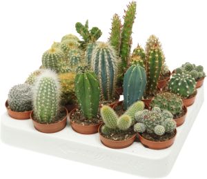 Kaktus Mix P5,5