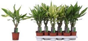 Tuoksutraakkipuu Dracaena Fragrans Mix P11
