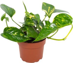Kultaköynnös Epipremnum Aureum P12