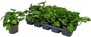 Kultaköynnös Global Green P12