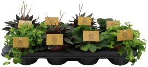 Muorinkukka Peperomia Mix P10,5