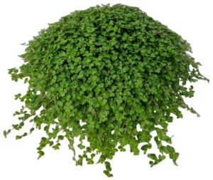 Kodinonni Soleirolia Soleirolii P11