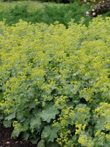 Poimulehti Alchemilla sericata Gold Strike