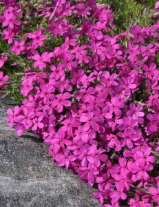 Mätäsleimu Phlox douglasii Ochsenblut