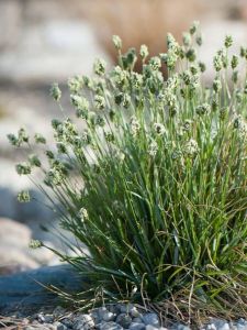Sinilupikka Sesleria caerulea