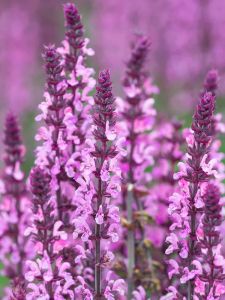 Lehtosalvia Salvia nemorosa Sensation Deep Rose