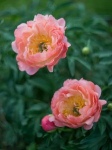 Jalopioni Paeonia Coral Charm