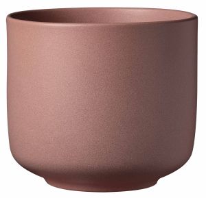 Suojaruukku Soendgen Bari Blossom kirsikka, eri kokoja