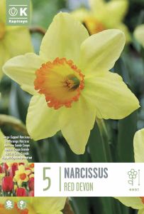 Syyskukkasipuli Kapiteyn Narsissi Red Devon 5 kpl