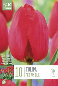 Syyskukkasipuli Kapiteyn Tulppaani Red Van Eijk 10 kpl