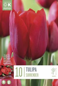 Syyskukkasipuli Kapiteyn Tulppaani Surrender 10 kpl