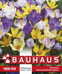 Syyskukkasipuli Kapiteyn Krokus Bot Mixed 50 kpl