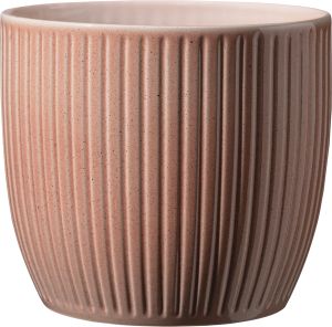 Suojaruukku Soendgen Belice persikka 14 cm