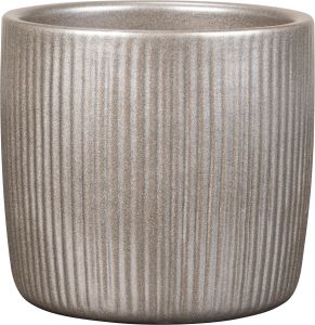 Suojaruukku Magic Gold 18 cm