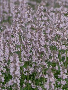 Katinminttu Nepeta Racemosa Amelia