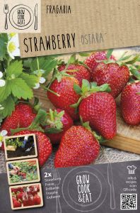 Mansikka Kapiteyn Ostara 2 kpl