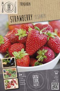 Mansikka Kapiteyn Elsanta 2 kpl