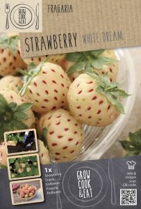 Mansikka Kapiteyn Anannasia White 1 kpl