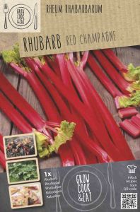 Raparperi Kapiteyn Champagne 1 kpl