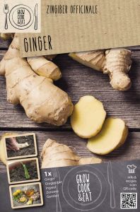 Inkivääri Kapiteyn Zingiber Officinale 1 kpl