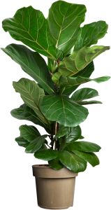 Lyyraviikuna Ficus Lyrata P24