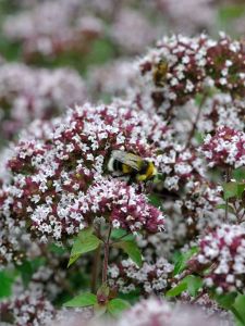 Meirami Originum vulgare Compactum P12