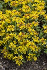 Maksaruoho Sedum kamchaticum floriferum Weihenstephaner Gold P12