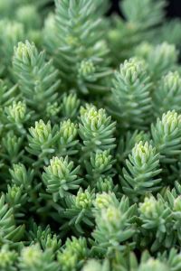 Maksaruoho Sedum reflexum Blue Spruce P12