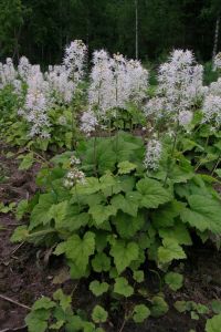 Rönsytiarella Tiarella cordifolia Moorgrün P12
