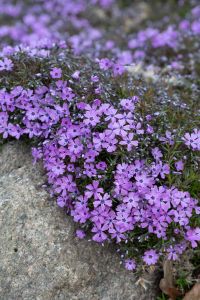 Sammalleimu Phlox subulata Purple Beauty P12