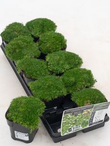 Polkuhaarikko Sagina subulata P12