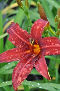 Päivänlilja Hemerocallis Crimson Pirate P12