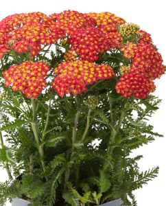 Siankärsämö Achillea millefolium Milly Rock Red C1,4