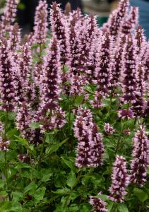 Iiso Agastache Beelicious Pink C2