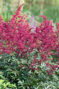 Jaloangervo Astilbe Etna
